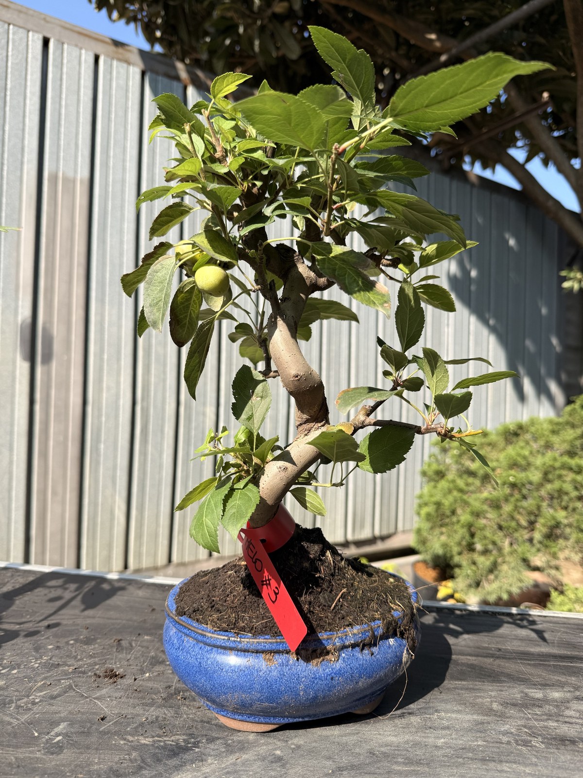 Bonsai di melo (Malus) n. 3 in vaso blu smaltato