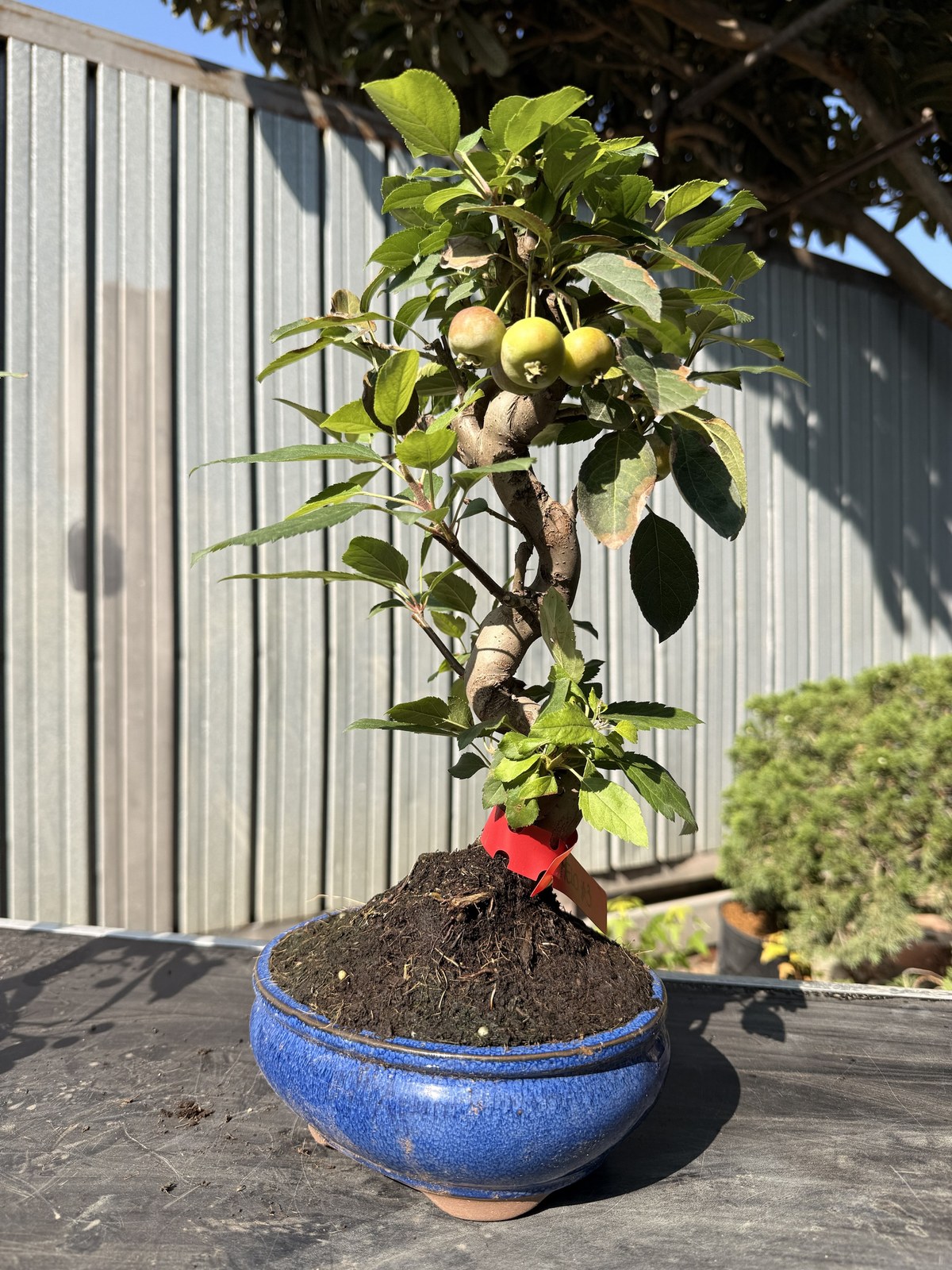 Bonsai di melo (Malus) n. 3 in vaso blu smaltato – foto 2