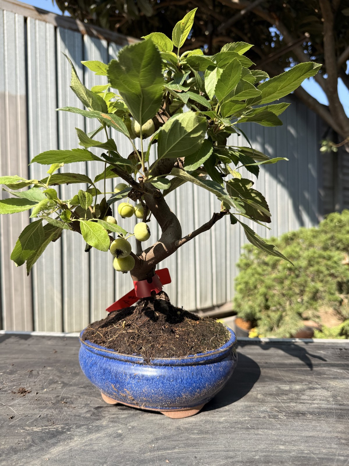 Bonsai di melo (Malus) n. 4 in vaso blu smaltato – foto 2