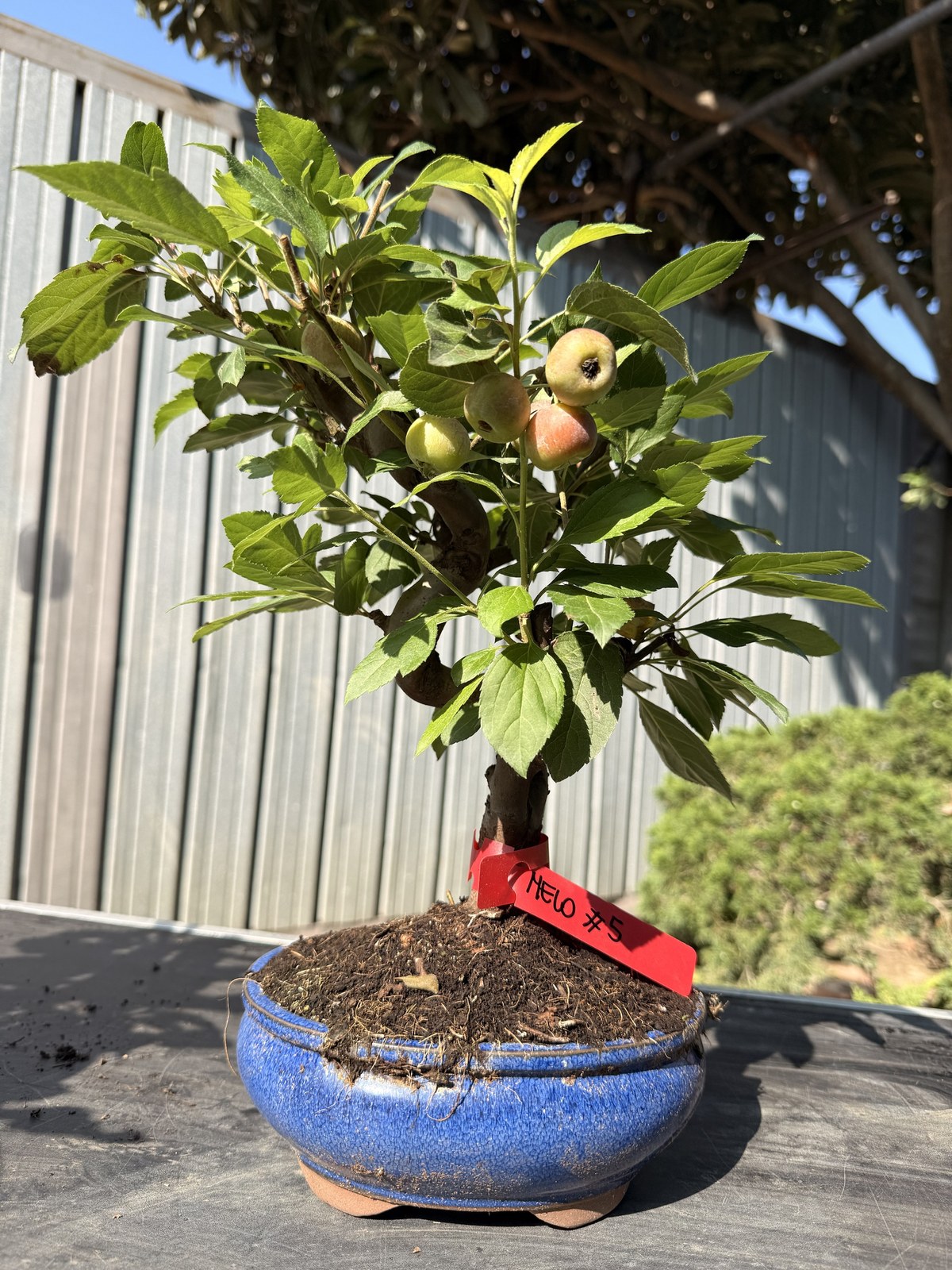 Bonsai di melo (Malus) n. 5 in vaso blu smaltato
