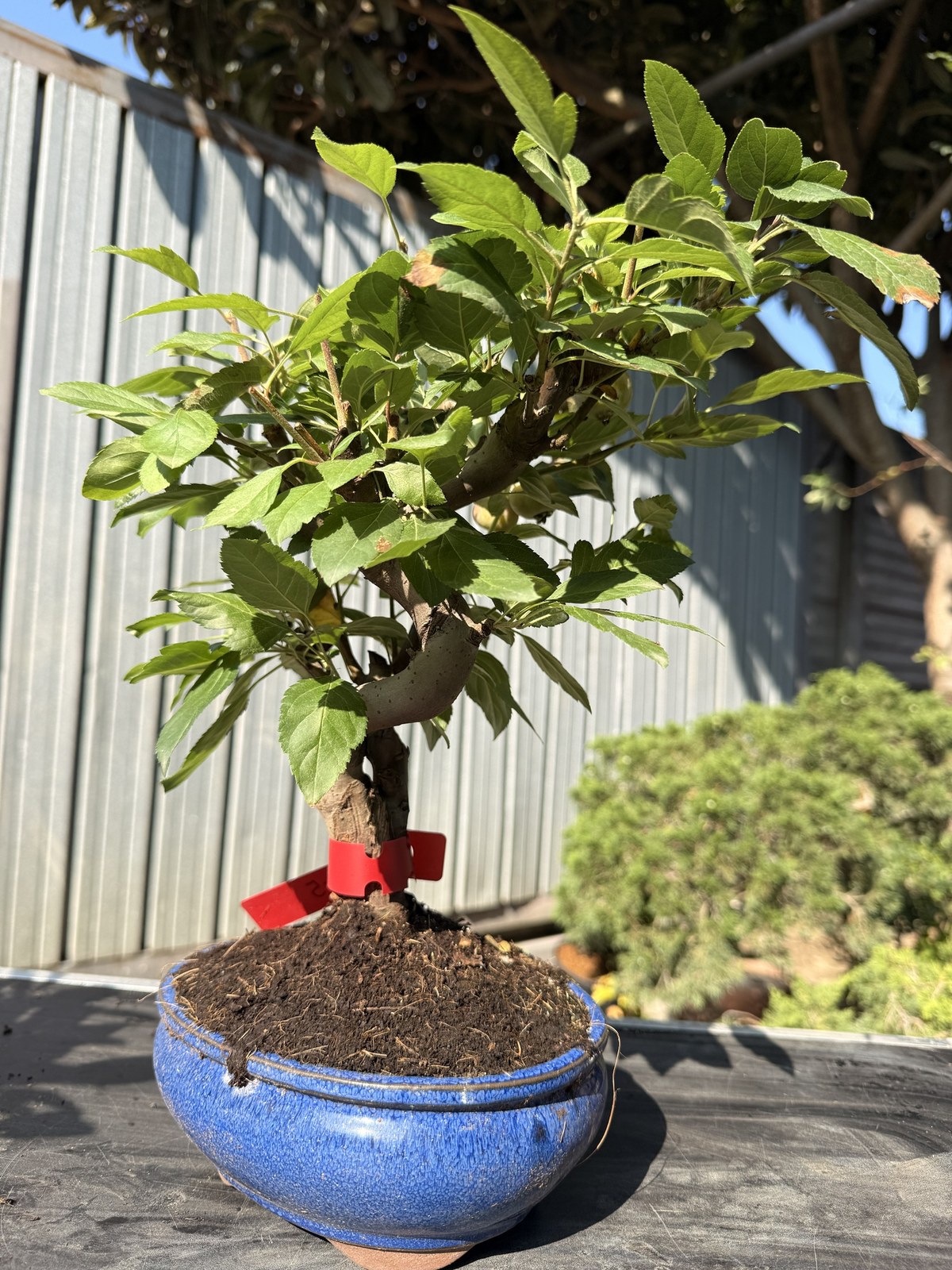 Bonsai di melo (Malus) n. 5 in vaso blu smaltato – foto 2