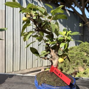 Bonsai di melo (Malus) n. 7 in vaso blu smaltato