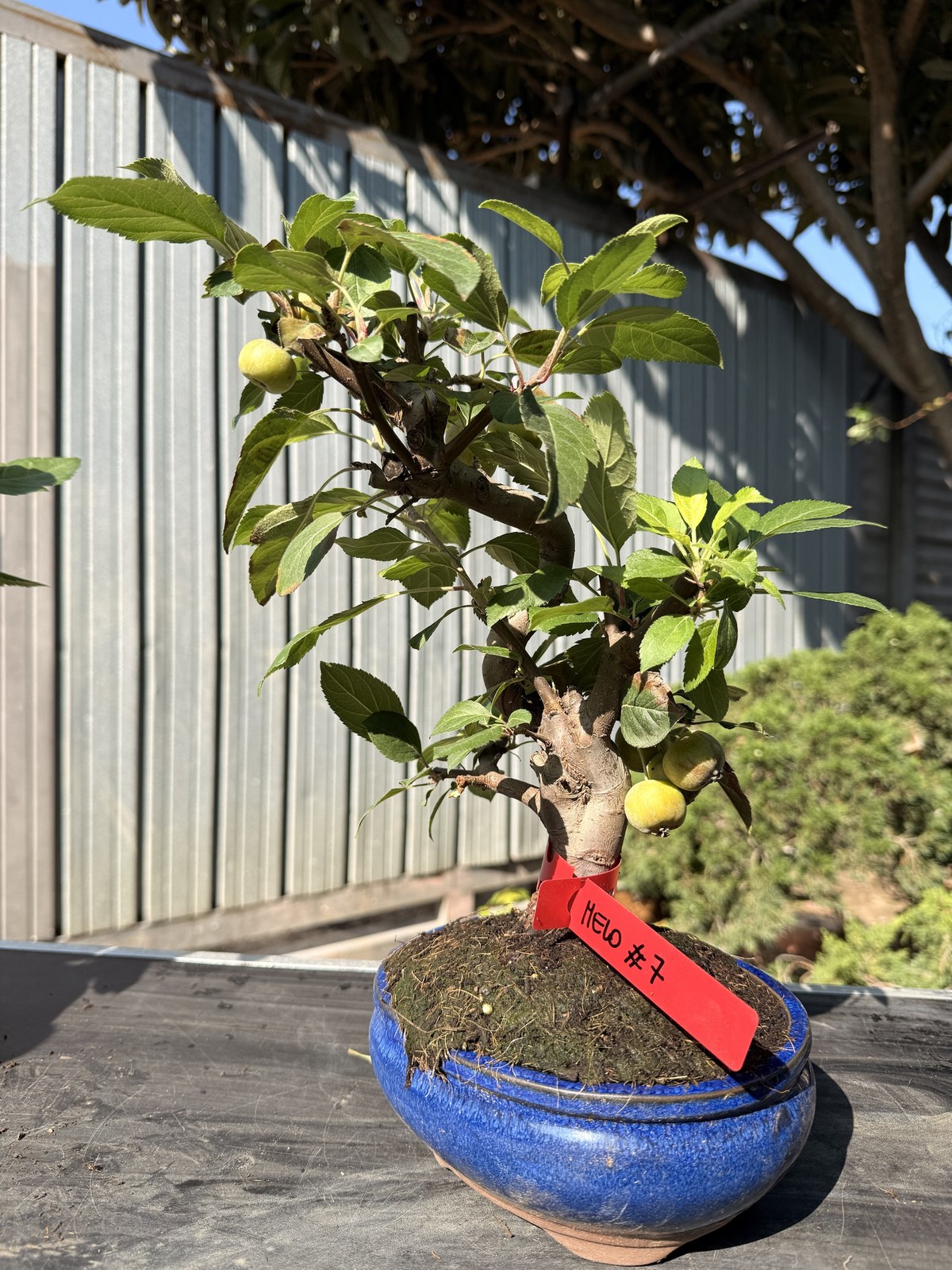 Bonsai di melo (Malus) n. 7 in vaso blu smaltato