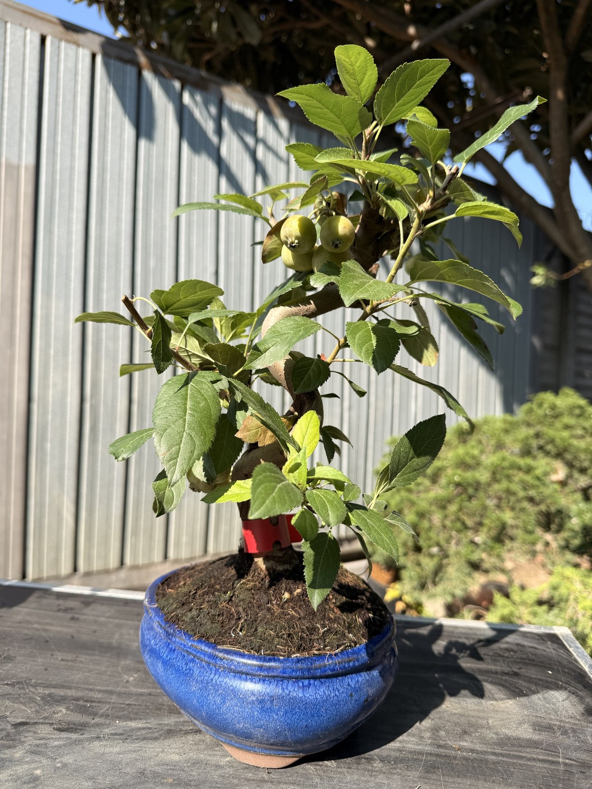 Bonsai di melo (Malus) n. 7 in vaso blu smaltato – foto 2