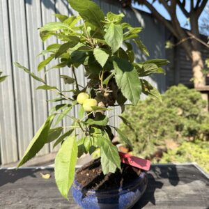 Bonsai di melo (Malus) n. 8 in vaso blu smaltato