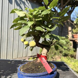Bonsai di melo (Malus) n. 9 in vaso blu smaltato