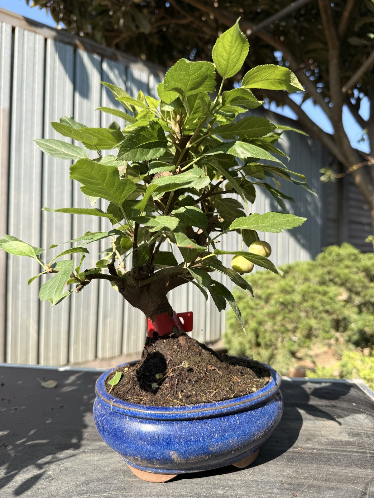 Bonsai di melo (Malus) n. 9 in vaso blu smaltato – foto 2